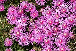 松國家,鮮花,植物