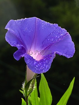 登山者,喇叭花,旋花科