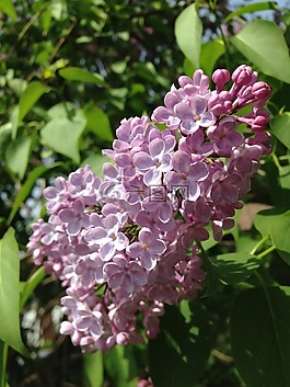紫丁香,紫丁香花,紫