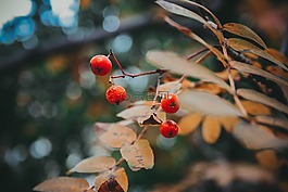 秋季,洛恩,樹