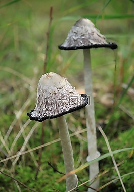 蘑菇,tintenschoepfling,森林