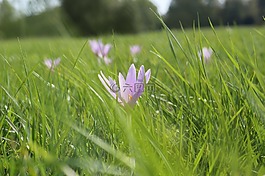 草原红花,花,草