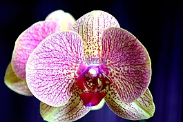 蘭花,花,黃色粉色