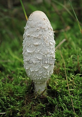 蘑菇,tintenschoepfling,秋季
