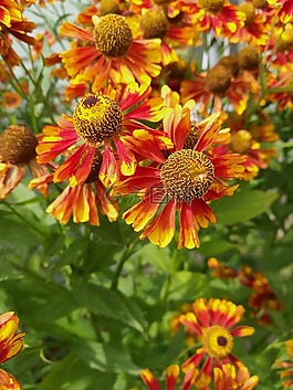 鮮花,紅色,夏季