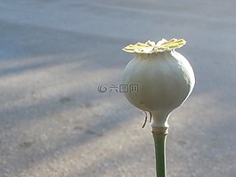 罂粟,东方罂粟,花