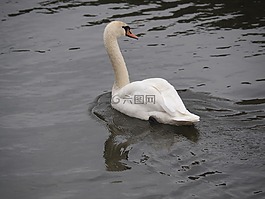 天鵝,動物,河