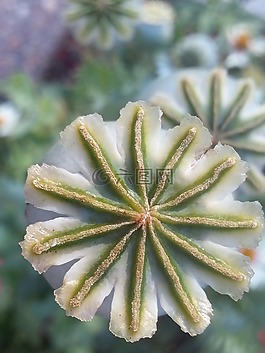 罂粟,东方罂粟,花