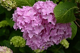 繡球花,花卉,夏季