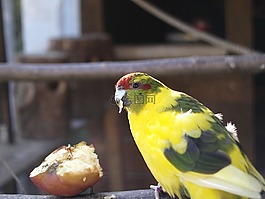 鳥類,長尾鸚鵡,黃色