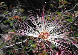 calliandra,花,开花