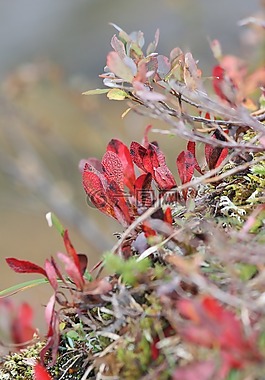 植物區(qū)系,動物群,自然