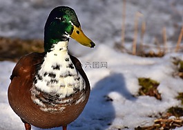 綠頭鴨,男性,雪