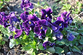 中提琴花,春,花园