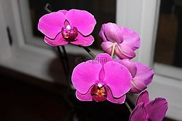 orquidea,花卉,蘭花