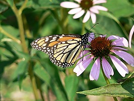 帝王蝶,coneflower,danaus plexippus