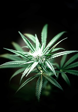 綠色,葉子,植物