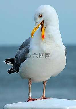 海鷗,海,休息