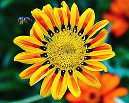 老虎花,光明,颜色