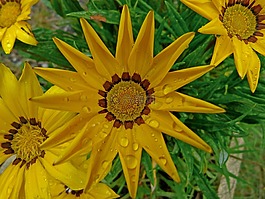 鮮花,金雞,宏