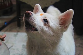 狗,贱人,动物