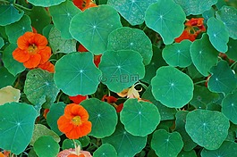 馬槍,鮮花,葉子
