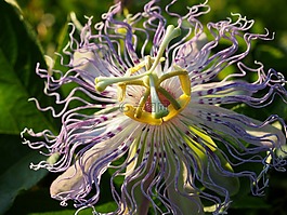 紫色的激情花,激情花,紫色花