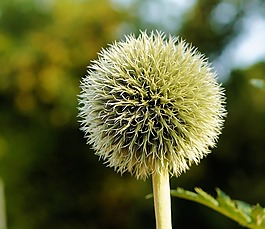 薊,全球薊,花序