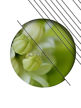 設計,抽象,紫丁香