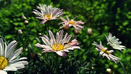 花,小蟲子,自然
