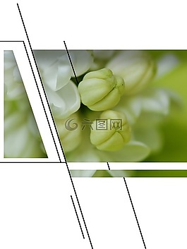 設計,抽象,紫丁香