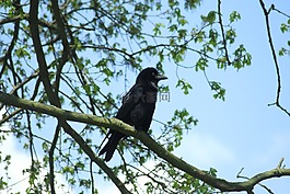 烏鴉,鳥,天空