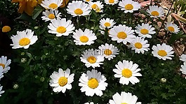 鮮花,花卉園,黃色花