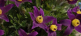 sasanka,花,春