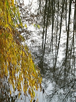 河,水,樹