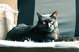 貓,動物,寵物