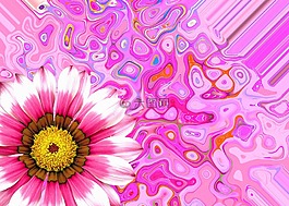 開花,花,夏季