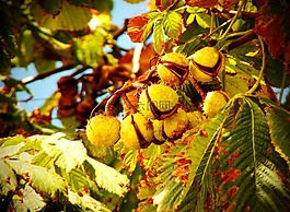 板栗,性質(zhì),植物