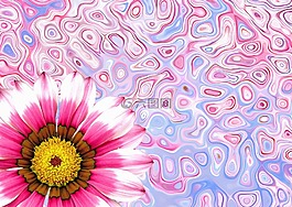 開花,花,夏季