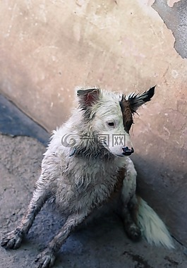 狗,寵物,動物