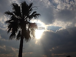 棕櫚樹(shù),城市,太陽(yáng)
