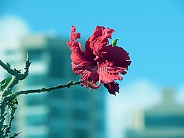 鮮花,植物區(qū)系,性質