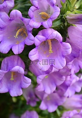 響鈴,鮮花,美麗的花