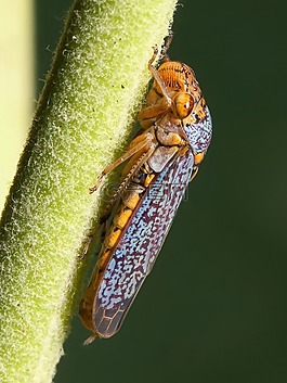 蟬,zwergzikaden,oncometopia orbona