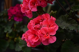 花卉,粉紅色的花,豐厚