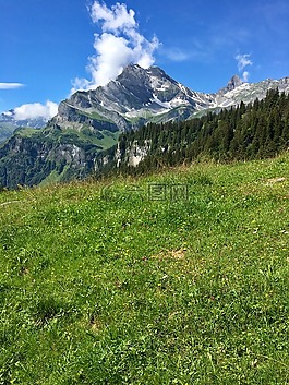 高山草甸,山,glarus