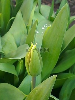 郁金香,花卉,綠色