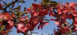 平邑,苹果乐园,鲜花