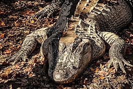 美洲短吻鳄,鳄鱼,crocodilian