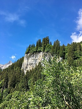 森林,山,天空